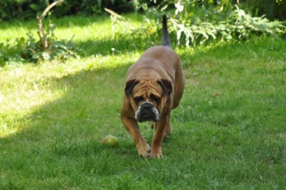 Continental Bulldogs Seeblickbulls Bilderalbum - Anton und Ambrosia