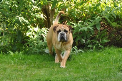 Continental Bulldogs Seeblickbulls Bilderalbum - Anton und Ambrosia