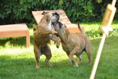 Continental Bulldogs Seeblickbulls Bilderalbum - Anton und Ambrosia