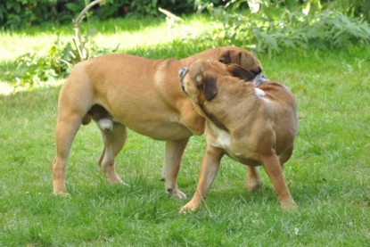 Continental Bulldogs Seeblickbulls Bilderalbum - Anton und Ambrosia