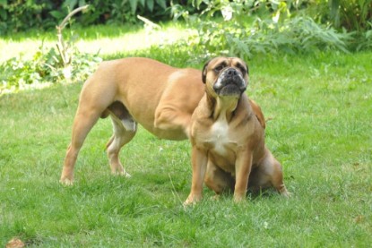 Continental Bulldogs Seeblickbulls Bilderalbum - Anton und Ambrosia