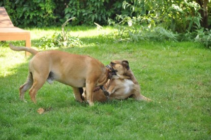 Continental Bulldogs Seeblickbulls Bilderalbum - Anton und Ambrosia