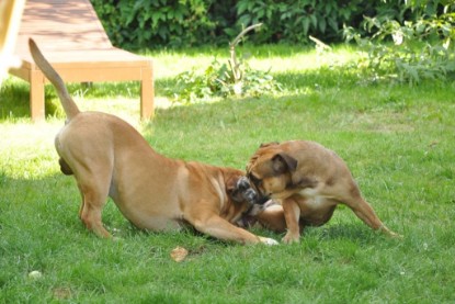 Continental Bulldogs Seeblickbulls Bilderalbum - Anton und Ambrosia