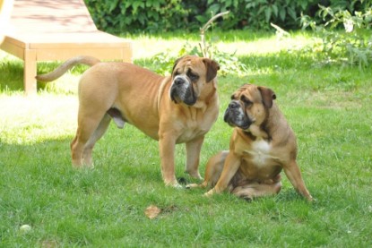 Continental Bulldogs Seeblickbulls Bilderalbum - Anton und Ambrosia