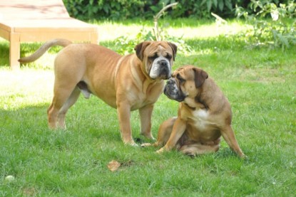 Continental Bulldogs Seeblickbulls Bilderalbum - Anton und Ambrosia