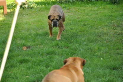 Continental Bulldogs Seeblickbulls Bilderalbum - Anton und Ambrosia