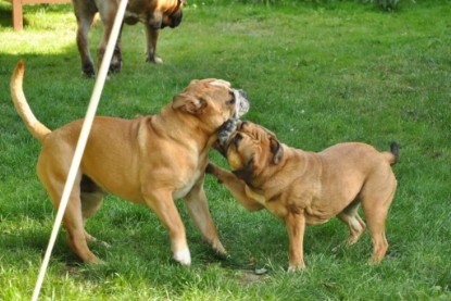 Continental Bulldogs Seeblickbulls Bilderalbum - Anton und Ambrosia