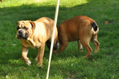 Continental Bulldogs Seeblickbulls Bilderalbum - Anton und Ambrosia