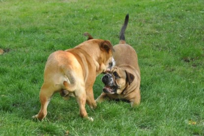 Continental Bulldogs Seeblickbulls Bilderalbum - Anton und Ambrosia