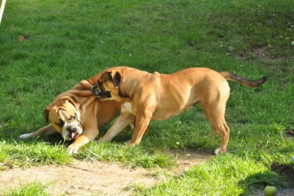 Continental Bulldogs Seeblickbulls Bilderalbum - Anton und Ambrosia