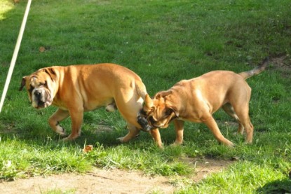 Continental Bulldogs Seeblickbulls Bilderalbum - Anton und Ambrosia