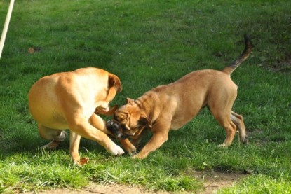 Continental Bulldogs Seeblickbulls Bilderalbum - Anton und Ambrosia