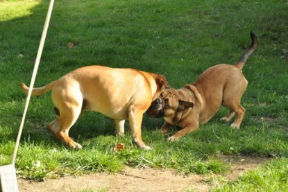 Continental Bulldogs Seeblickbulls Bilderalbum - Anton und Ambrosia