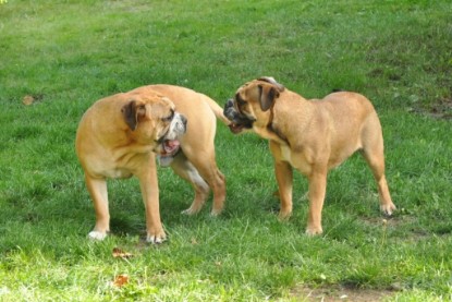 Continental Bulldogs Seeblickbulls Bilderalbum - Anton und Ambrosia