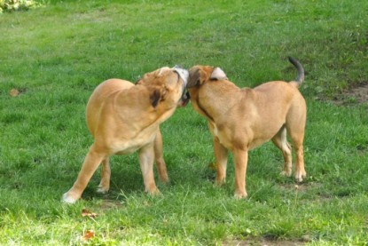 Continental Bulldogs Seeblickbulls Bilderalbum - Anton und Ambrosia