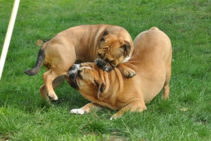 Continental Bulldogs Seeblickbulls Bilderalbum - Anton und Ambrosia