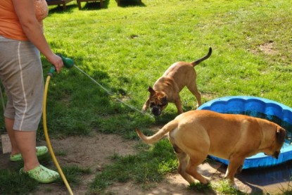 Continental Bulldogs Seeblickbulls Bilderalbum - Anton und Ambrosia