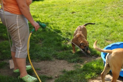 Continental Bulldogs Seeblickbulls Bilderalbum - Anton und Ambrosia