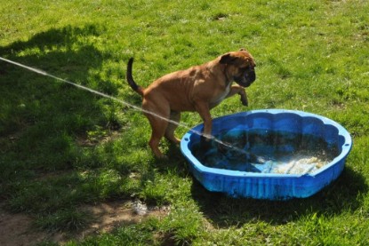 Continental Bulldogs Seeblickbulls Bilderalbum - Anton und Ambrosia