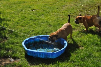 Continental Bulldogs Seeblickbulls Bilderalbum - Anton und Ambrosia