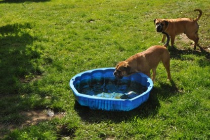 Continental Bulldogs Seeblickbulls Bilderalbum - Anton und Ambrosia