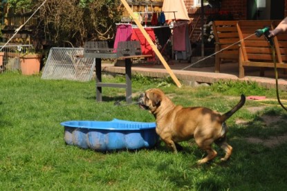 Continental Bulldogs Seeblickbulls Bilderalbum - Anton und Ambrosia