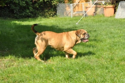 Continental Bulldogs Seeblickbulls Bilderalbum - Anton und Ambrosia