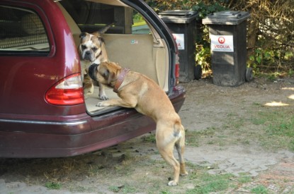 Continental Bulldogs Seeblickbulls Bilderalbum - Asgard zu Besuch