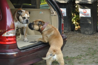 Continental Bulldogs Seeblickbulls Bilderalbum - Asgard zu Besuch