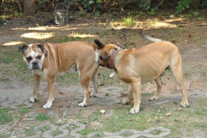 Continental Bulldogs Seeblickbulls Bilderalbum - Asgard zu Besuch