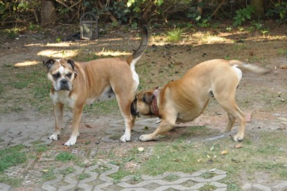 Continental Bulldogs Seeblickbulls Bilderalbum - Asgard zu Besuch