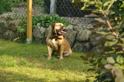 Continental Bulldogs Seeblickbulls Bilderalbum - Asgard zu Besuch