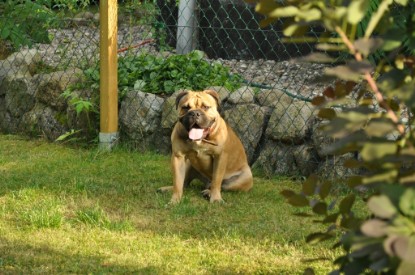 Continental Bulldogs Seeblickbulls Bilderalbum - Asgard zu Besuch