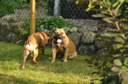 Continental Bulldogs Seeblickbulls Bilderalbum - Asgard zu Besuch