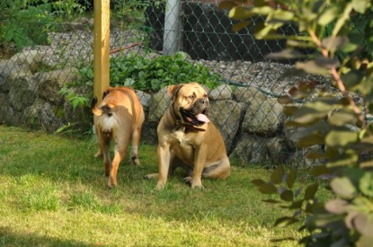 Continental Bulldogs Seeblickbulls Bilderalbum - Asgard zu Besuch