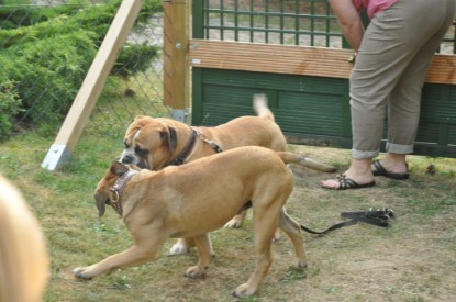 Continental Bulldogs Seeblickbulls Bilderalbum - Asgard zu Besuch