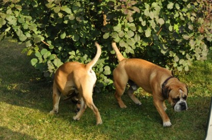 Continental Bulldogs Seeblickbulls Bilderalbum - Asgard zu Besuch