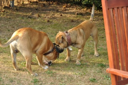 Continental Bulldogs Seeblickbulls Bilderalbum - Asgard zu Besuch