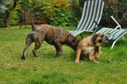 Continental Bulldogs Seeblickbulls Bilderalbum - Attila zu Besuch