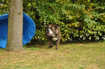 Continental Bulldogs Seeblickbulls Bilderalbum - Attila zu Besuch