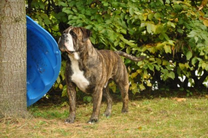 Continental Bulldogs Seeblickbulls Bilderalbum - Attila zu Besuch