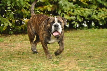 Continental Bulldogs Seeblickbulls Bilderalbum - Attila zu Besuch