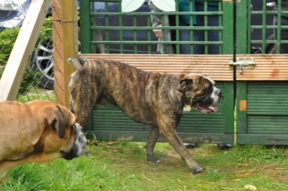 Continental Bulldogs Seeblickbulls Bilderalbum - Attila zu Besuch