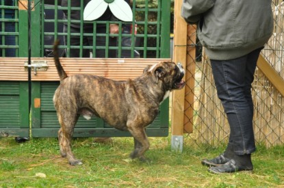 Continental Bulldogs Seeblickbulls Bilderalbum - Attila zu Besuch