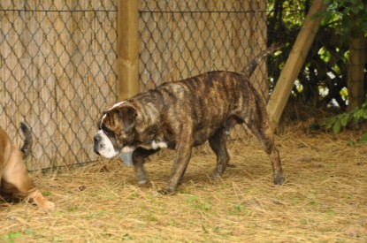 Continental Bulldogs Seeblickbulls Bilderalbum - Attila zu Besuch