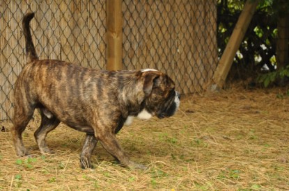 Continental Bulldogs Seeblickbulls Bilderalbum - Attila zu Besuch