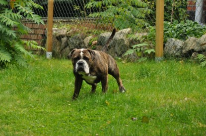 Continental Bulldogs Seeblickbulls Bilderalbum - Attila zu Besuch