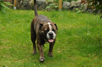 Continental Bulldogs Seeblickbulls Bilderalbum - Attila zu Besuch