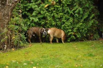 Continental Bulldogs Seeblickbulls Bilderalbum - Attila zu Besuch