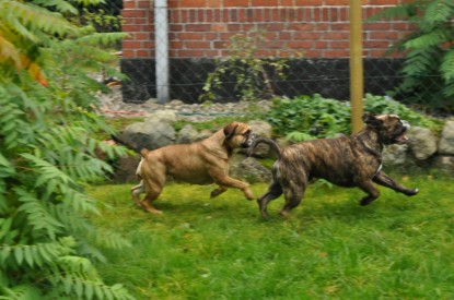 Continental Bulldogs Seeblickbulls Bilderalbum - Attila zu Besuch